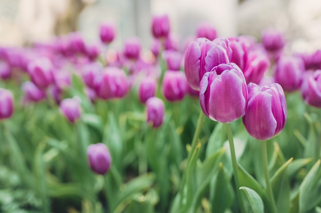 Bed of pink tulips