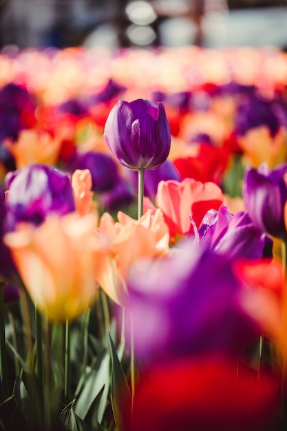 Bed of purple and pink tulips