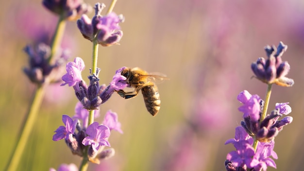 Free Photo bee on beautiful lavender flower