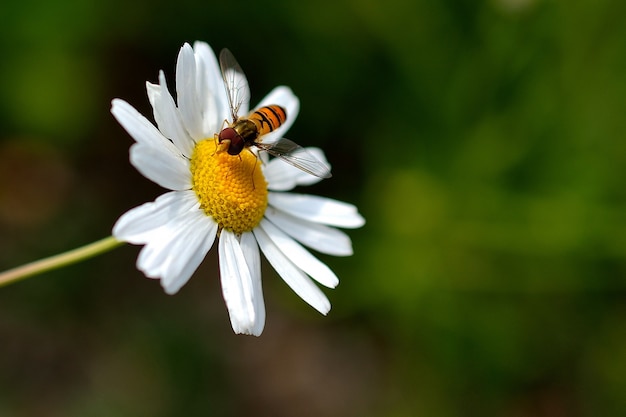 Free Photo "bee on chamomile"