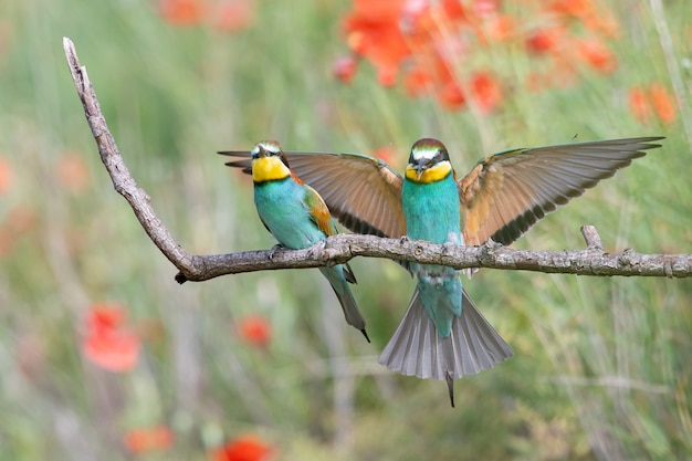 Free photo bee-eaters with multicolored feathers sitting on the tree branch