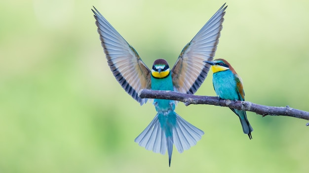 Free Photo bee-eaters with multicolored feathers sitting on the tree branch