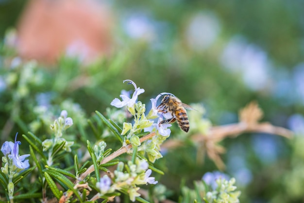 Bee on a flower