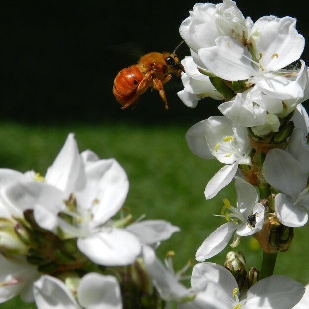 Free Photo bee flying near the white flowers