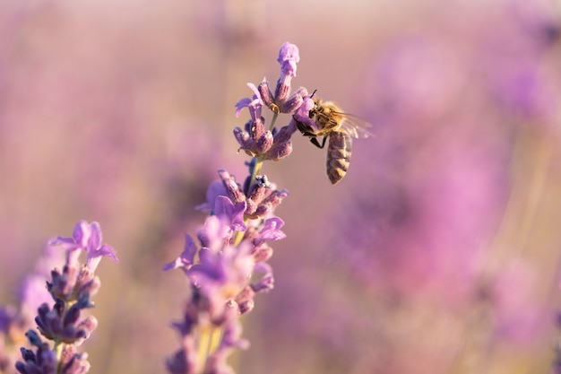 Bee on lavender flower