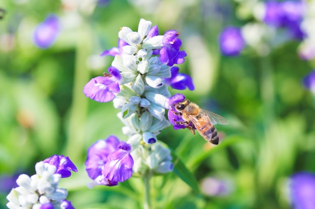 Bee pollinating flower