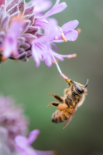 Bee sipping on purple floewr