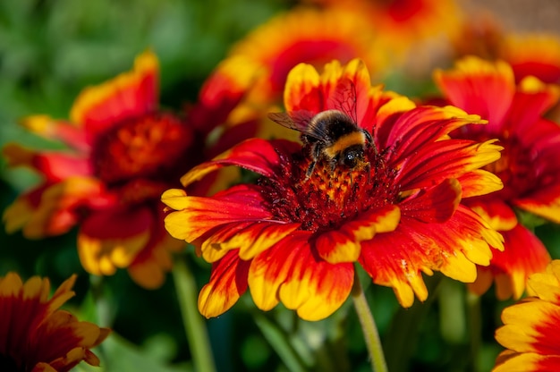 Free photo a bee sitting on gaillardia pulchella flower