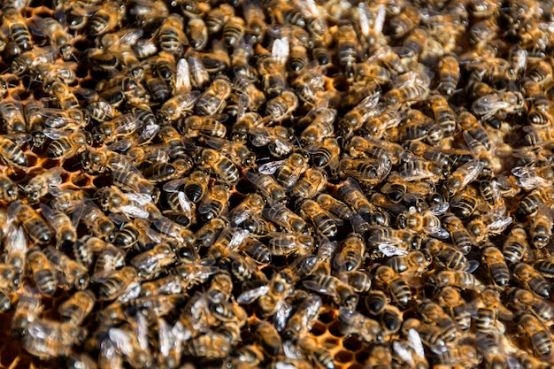 Free photo bees