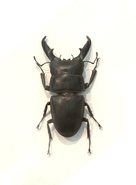 Free photo beetle with thick horns