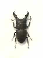 Free photo beetle with thick horns