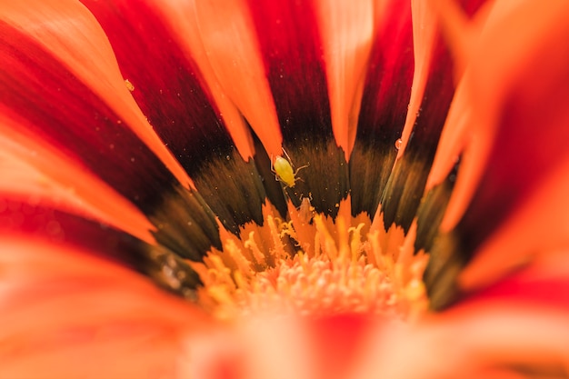 Beetle in wonderful exotic orange flower