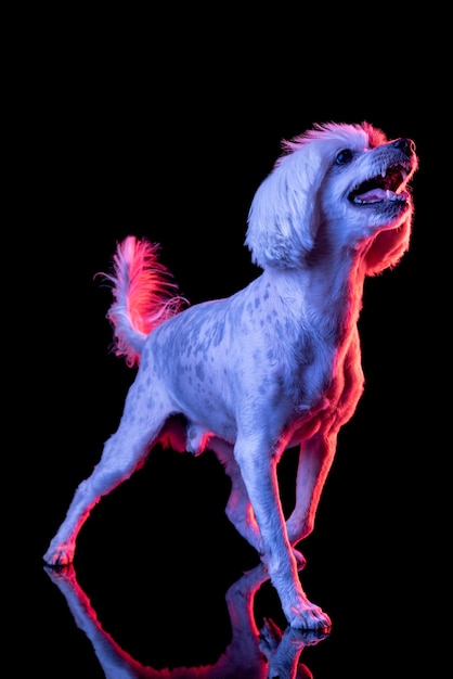 Free Photo begging. portrait of funny active pet, cute dog spitz posing isolated over studio wall in neon.