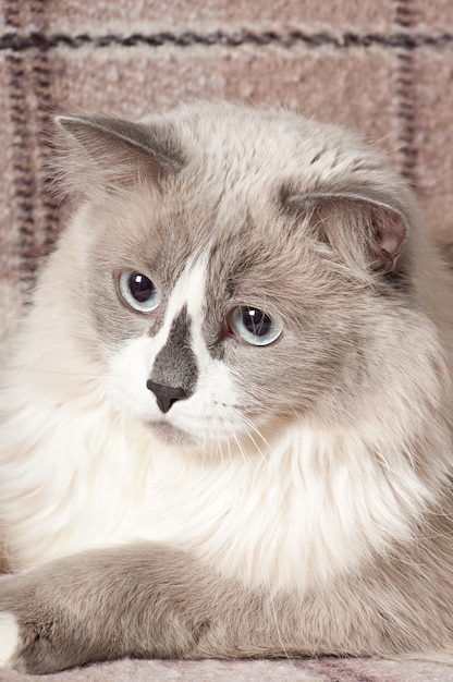 Free Photo beige cat lying in the sofa