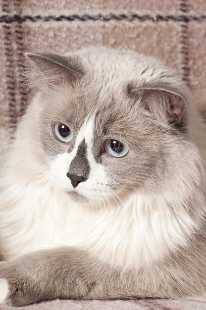 beige cat lying in the sofa