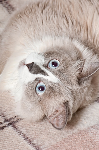 Free Photo beige cat lying in the sofa