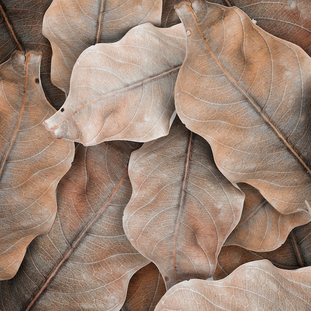 Free photo beige leaf patterned design space