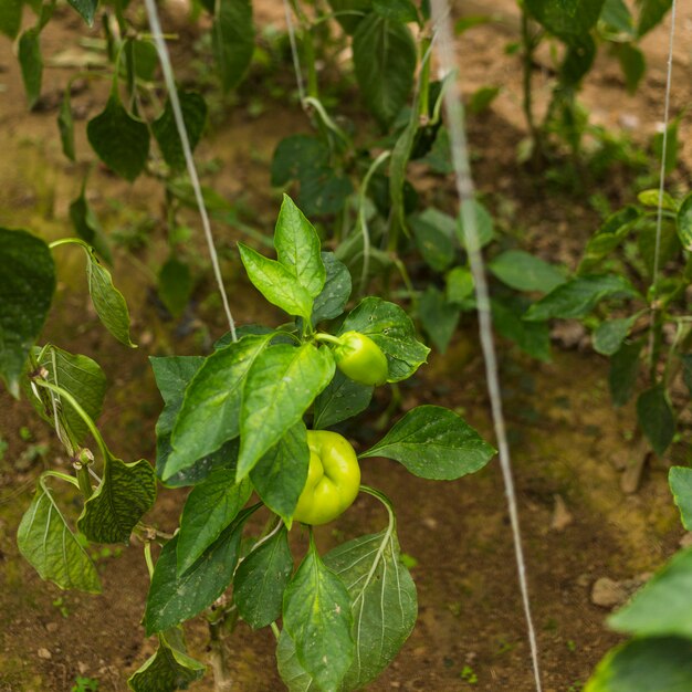 Bell pepper