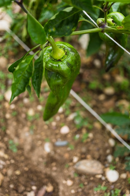 Free photo bell pepper