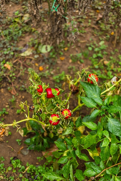 Free photo bell peppers shrub