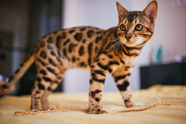 Free Photo bengal cat stands on yellow bed 