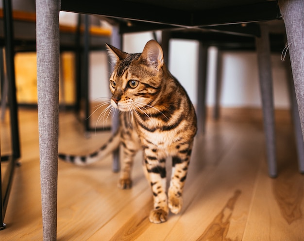 Bengal cat walks under table in the kitchen 