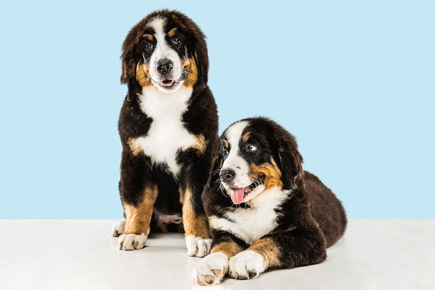 berner sennenhund puppies on blue