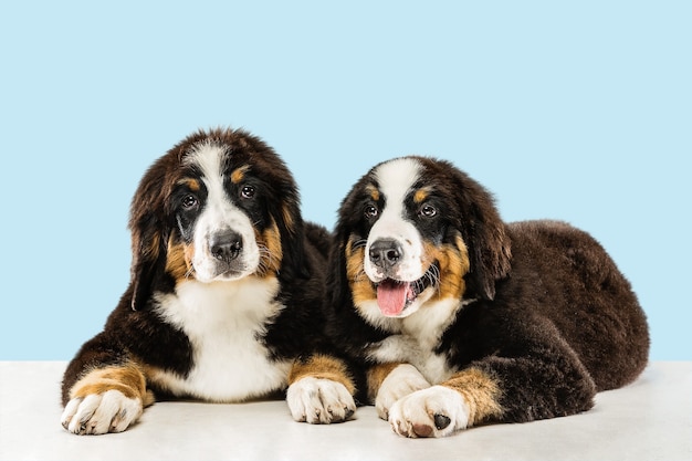 Berner sennenhund puppies posing