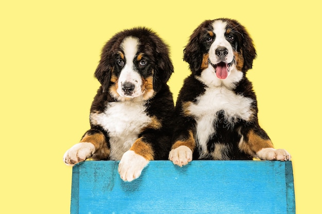 Berner sennenhund puppies on yellow  wall