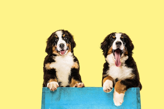 Berner sennenhund puppies on yellow  wall