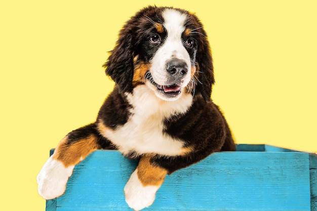 Berner sennenhund puppy posing inside blue bag