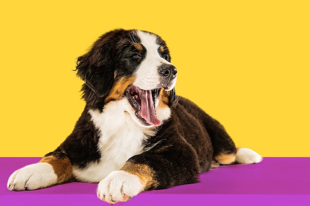 Free photo berner sennenhund puppy posing