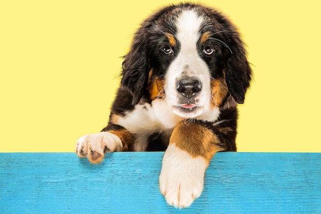 Free photo berner sennenhund puppy on yellow