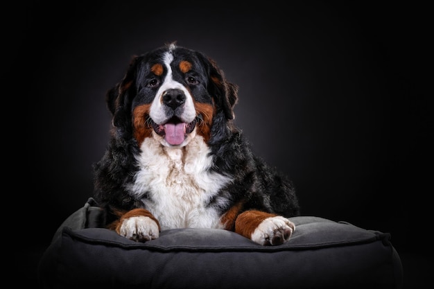 Bernese Mountain Dog close up portrait on dark background close up portrait on dark background