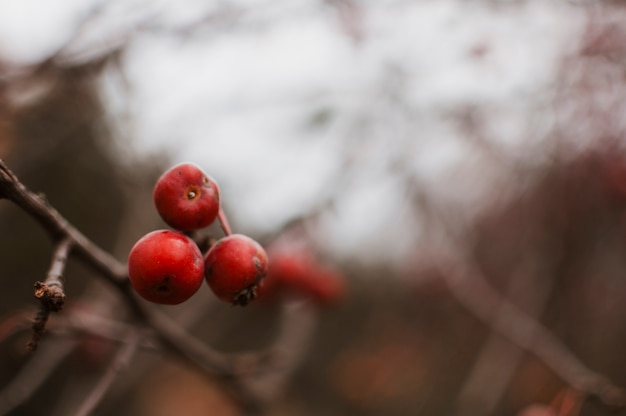 Free Photo berries