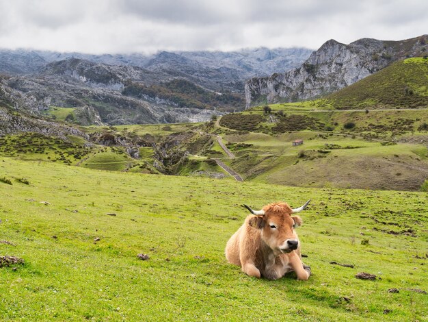 Betizu lying on the ground covered in greenery in Picos de Europa National Park, Spain