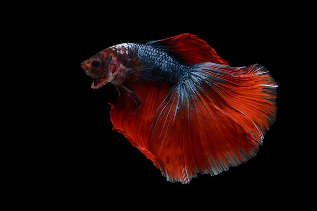 betta fish