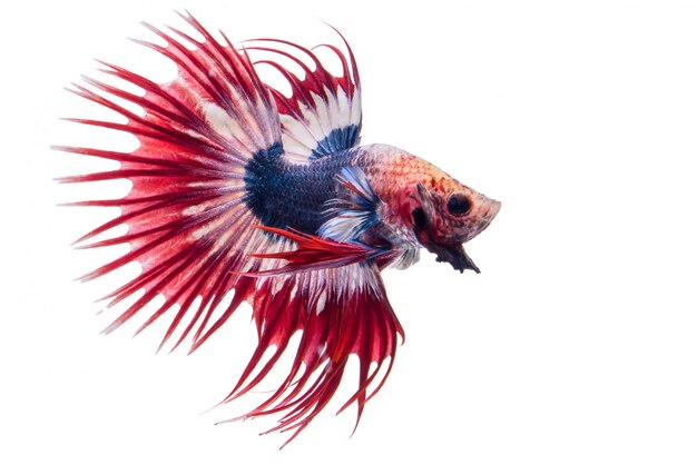 betta fish