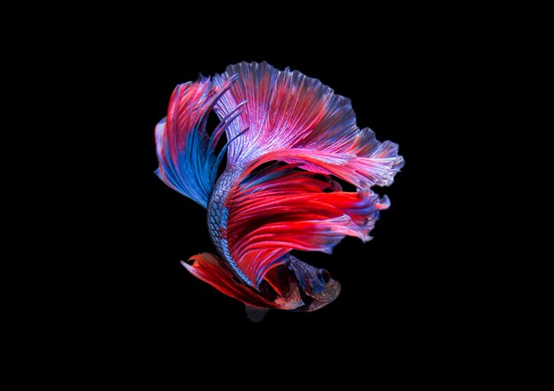 betta fish