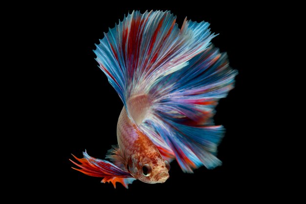 betta fish