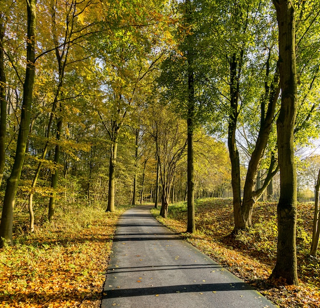 Bicycle track in the Madestein park in The Hague in autumn