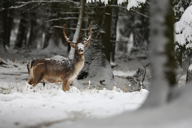 Free Photo big and beautiful fallow deer in the nature habitat in czech republic