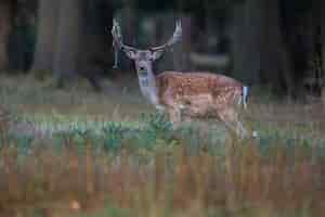 Free photo big and beautiful fallow deer in the nature habitat in czech republic