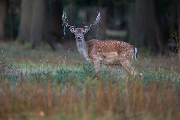 Free Photo big and beautiful fallow deer in the nature habitat in czech republic