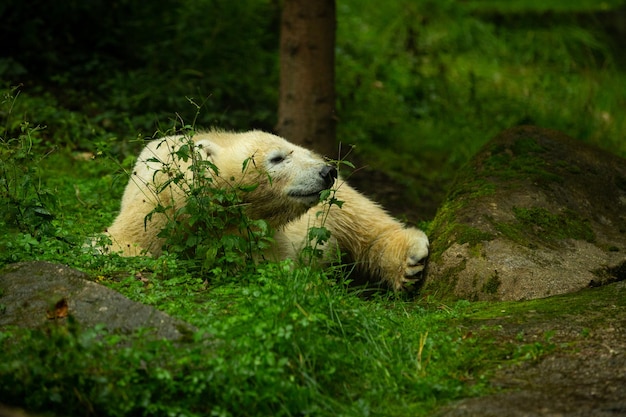 Big beautiful polar bear family sleeping together Wonderful creature in the nature looking habitat Endangered animals in captivity Ursus maritimus