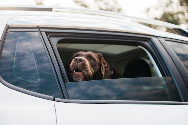 Free photo big black dog in car