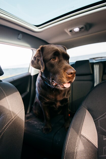 Big black dog in car