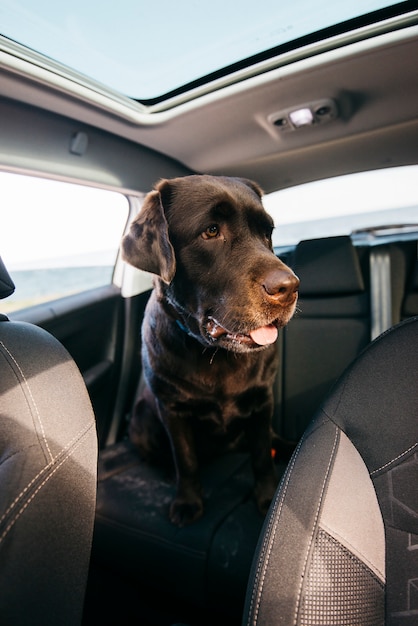 Big black dog in car