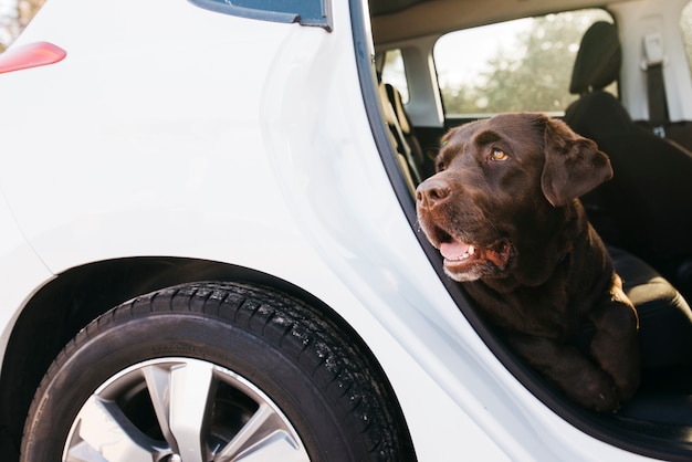 Free photo big black dog in car