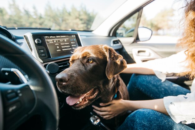 Big black dog in car